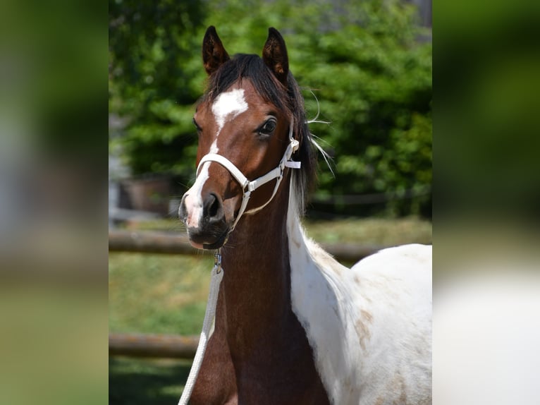 Arabian Partbred Stallion 1 year 15,1 hh Tobiano-all-colors in M&#xF6;rsdorf