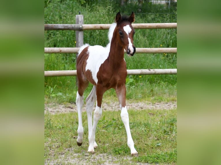 Arabian Partbred Stallion 1 year 15,1 hh Tobiano-all-colors in Mörsdorf