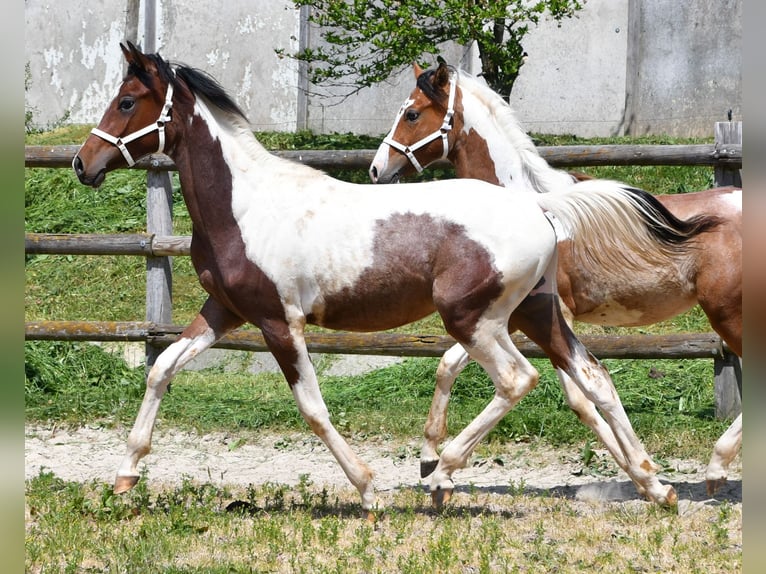 Arabian Partbred Stallion 1 year 15,1 hh Tobiano-all-colors in M&#xF6;rsdorf