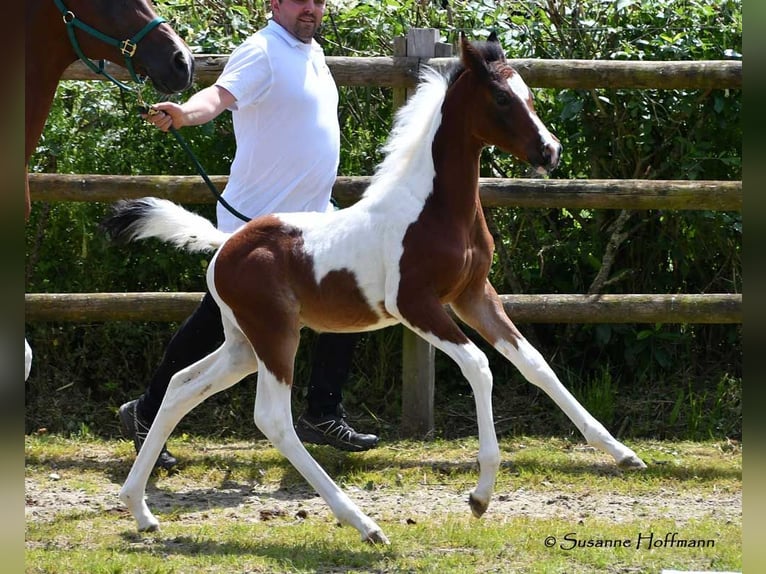 Arabian Partbred Stallion 1 year 15,1 hh Tobiano-all-colors in Mörsdorf