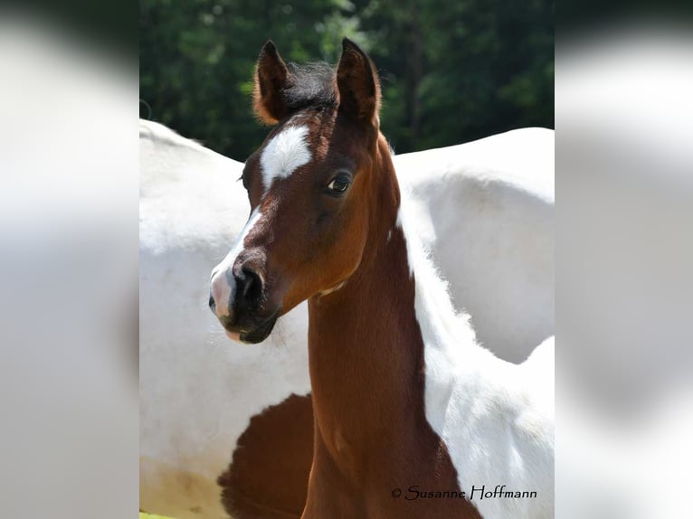 Arabian Partbred Stallion 1 year 15,1 hh Tobiano-all-colors in Mörsdorf