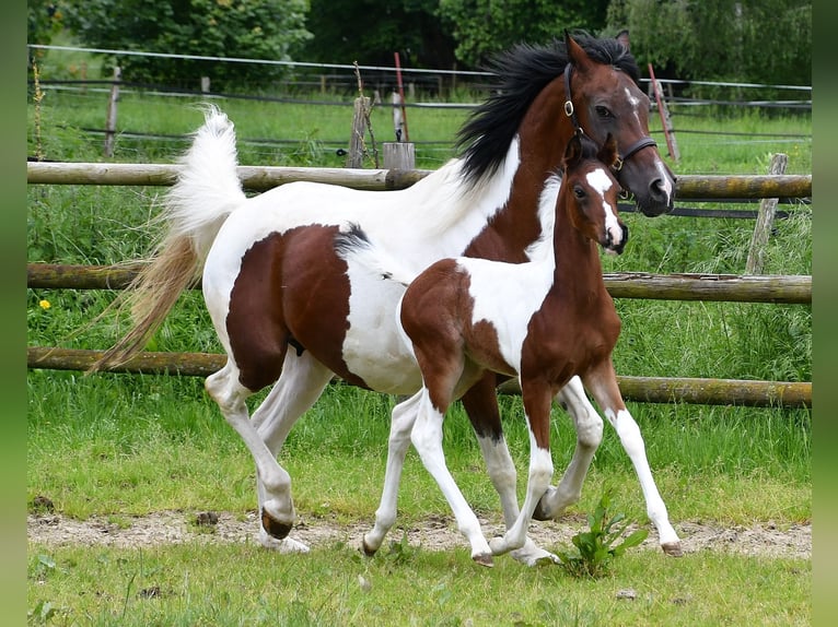 Arabian Partbred Stallion 1 year 15,1 hh Tobiano-all-colors in Mörsdorf
