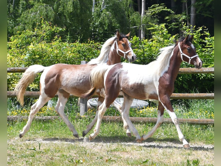 Arabian Partbred Stallion 1 year 15,1 hh Tobiano-all-colors in M&#xF6;rsdorf