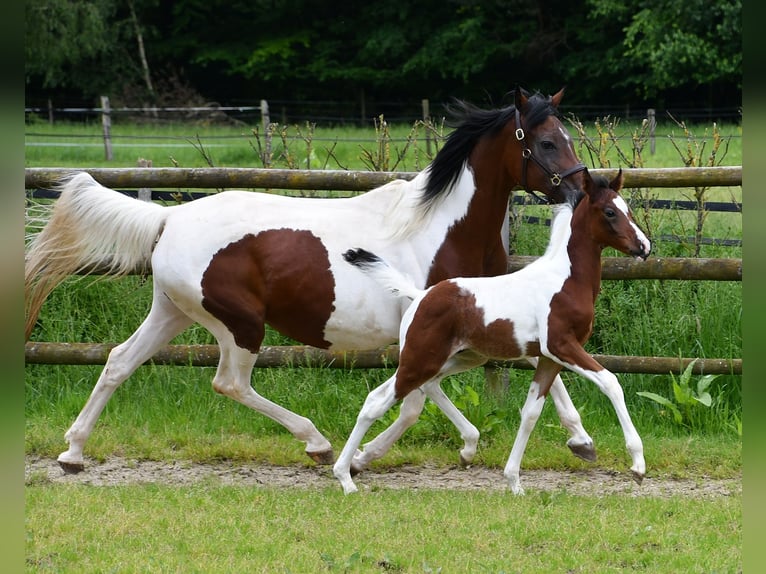 Arabian Partbred Stallion 1 year 15,1 hh Tobiano-all-colors in Mörsdorf