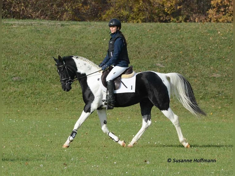 Arabian Partbred Stallion 1 year 15,1 hh Tobiano-all-colors in Mörsdorf