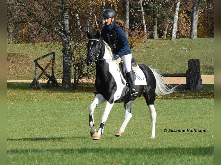 Arabian Partbred Stallion 1 year 15,1 hh Tobiano-all-colors in Mörsdorf