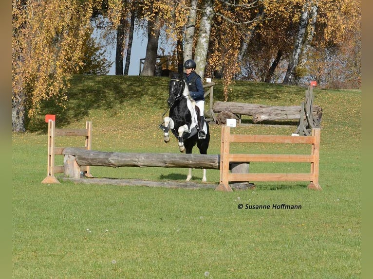 Arabian Partbred Stallion 1 year 15,1 hh Tobiano-all-colors in Gödenroth