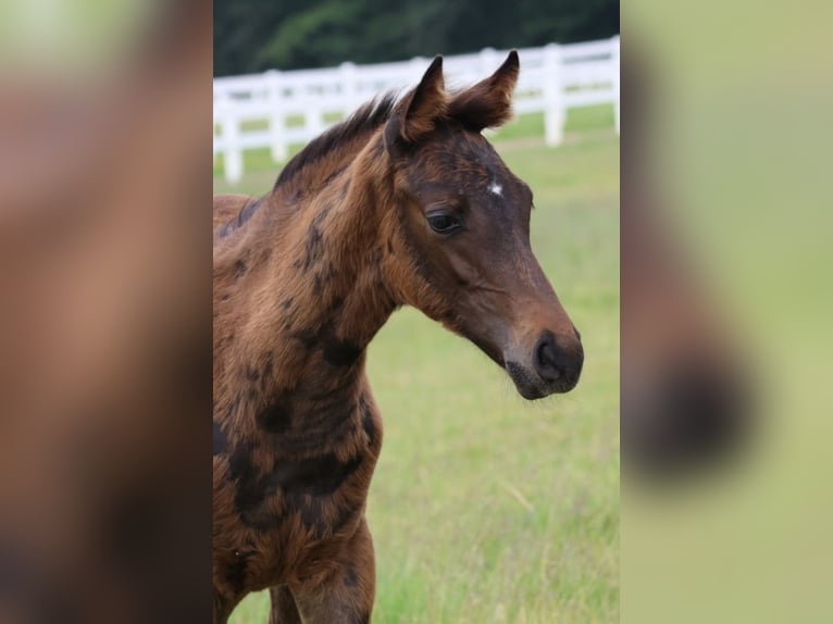 Arabian Partbred Stallion 1 year 16 hh Brown in Bad Oldesloe