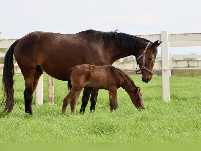 Arabian Partbred Stallion 1 year 16 hh Brown in Bad Oldesloe