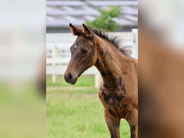 Arabian Partbred Stallion 1 year 16 hh Brown in Bad Oldesloe