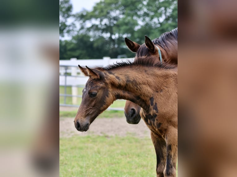 Arabian Partbred Stallion 1 year 16 hh Brown in Bad Oldesloe