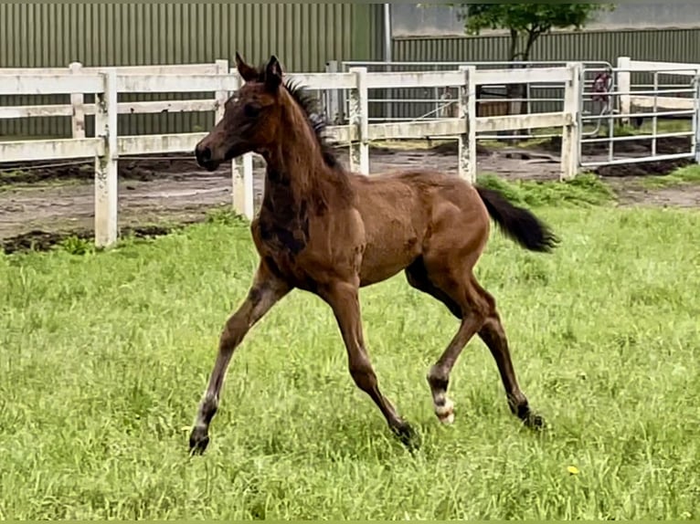 Arabian Partbred Stallion 1 year 16 hh Brown in Bad Oldesloe