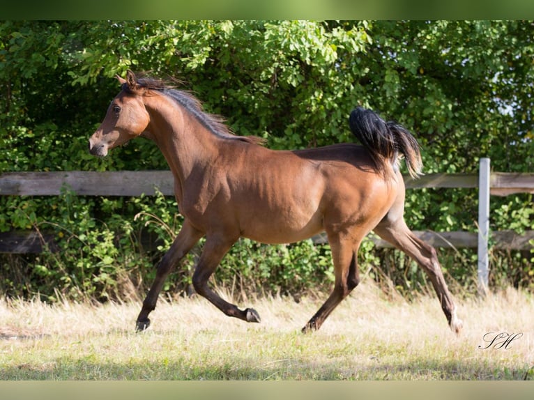 Arabian Partbred Stallion 1 year Brown in Senst