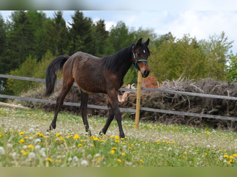 Arabian Partbred Stallion 1 year Brown in Reibers