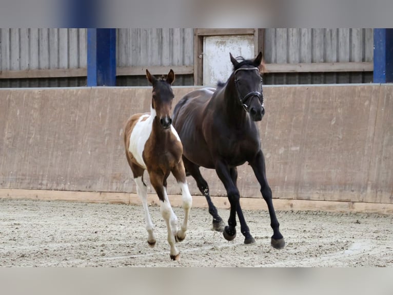 Arabian Partbred Stallion 1 year Pinto in Bad Oldesloe