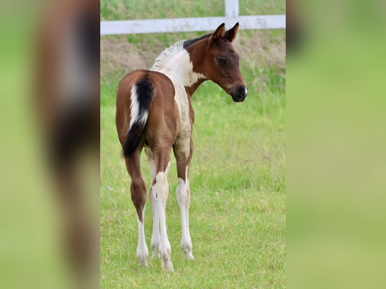 Arabian Partbred Stallion 1 year Pinto in Bad Oldesloe