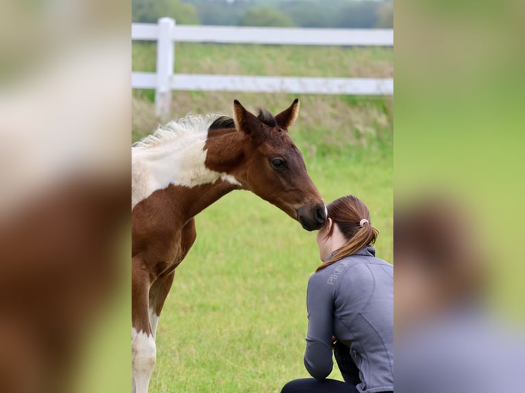 Arabian Partbred Stallion 1 year Pinto in Bad Oldesloe