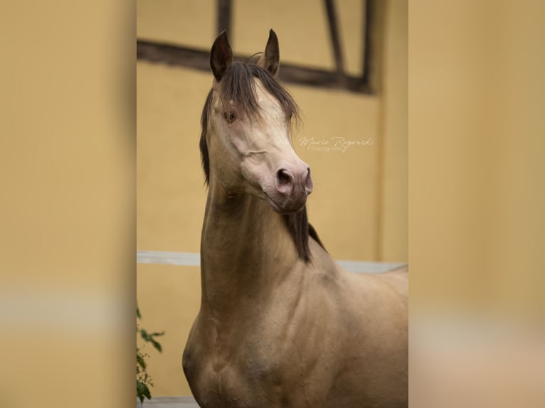 Arabian Partbred Stallion 21 years 14.2 hh Champagne in Beaumont-Pied-de-Bœuf