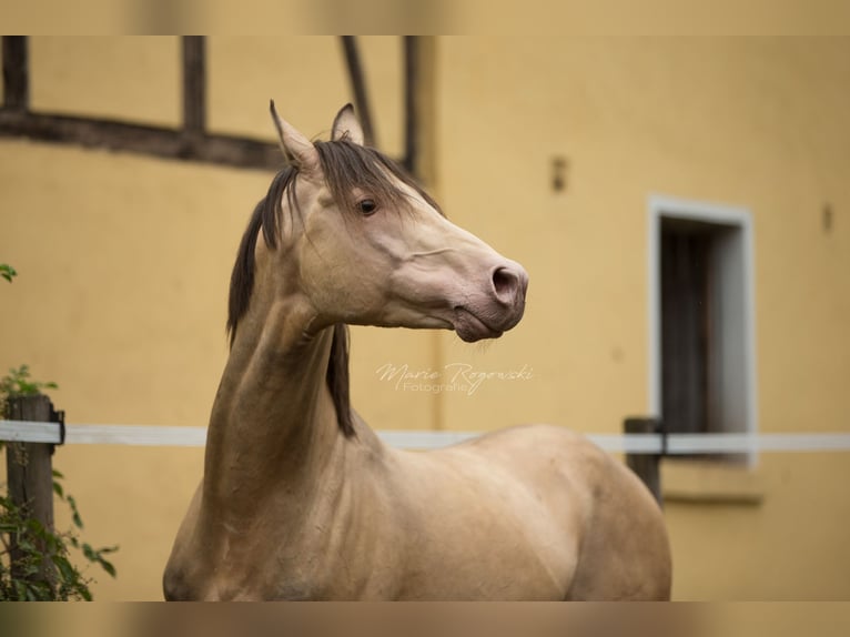 Arabian Partbred Stallion 21 years 14,2 hh Champagne in Beaumont-Pied-de-Bœuf
