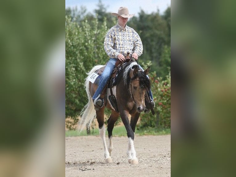 Arabian Partbred Stallion 23 years 15,1 hh Buckskin in Kraichtal