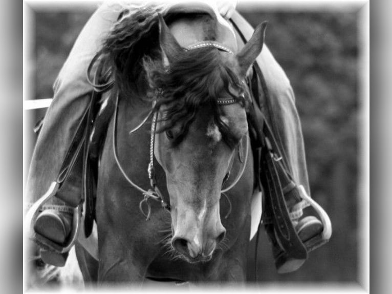 Arabian Partbred Stallion 23 years 15,1 hh Buckskin in Kraichtal