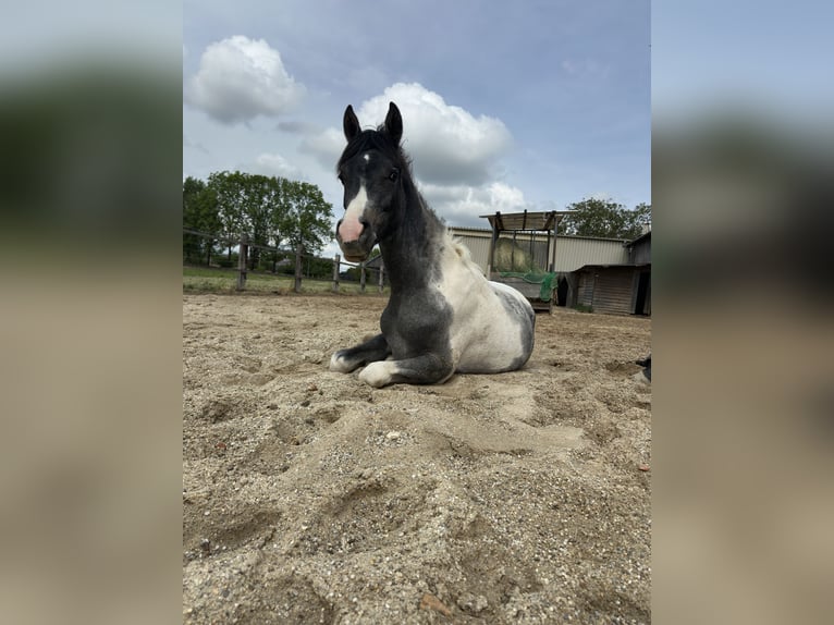 Arabian Partbred Stallion 2 years 13.2 hh Pinto in Höbersdorf