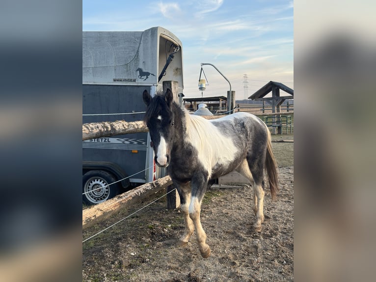 Arabian Partbred Stallion 2 years 13.2 hh Pinto in Höbersdorf