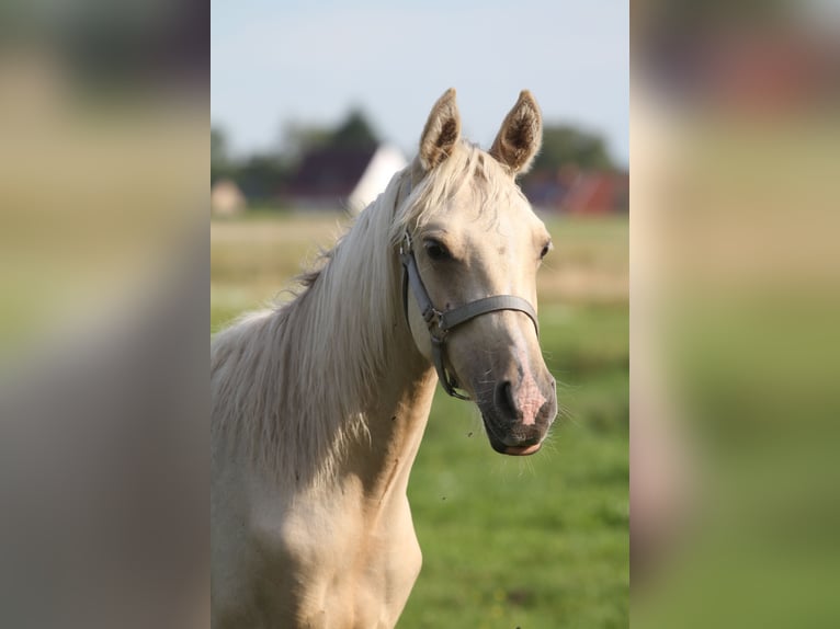 Arabian Partbred Stallion 2 years 14.3 hh Palomino in Gransee