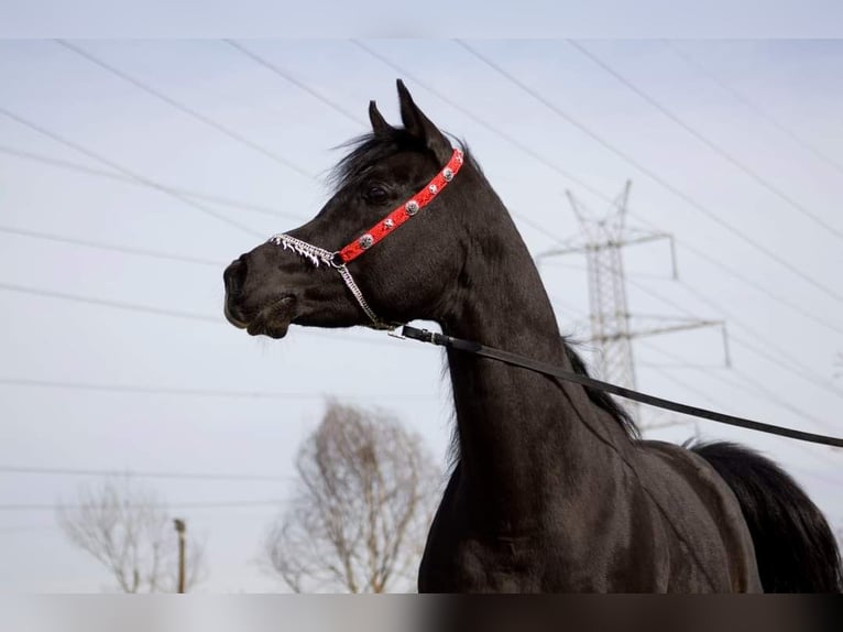 Arabian Partbred Stallion 2 years 14 hh in Katerini
