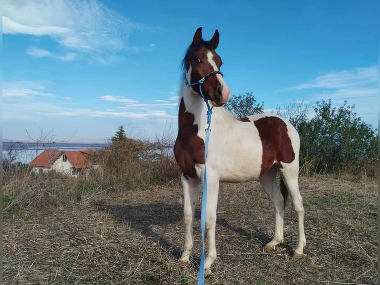 Arabian Partbred Stallion 2 years 14 hh in Katerini