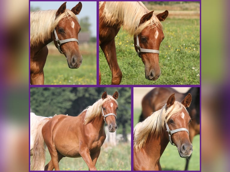 Arabian Partbred Stallion 2 years 14,3 hh Chestnut-Red in Löwenberger Land