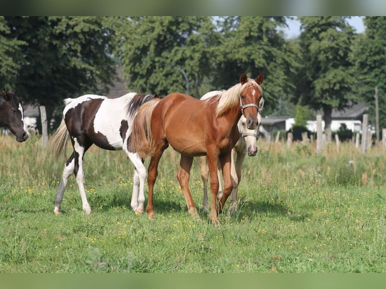 Arabian Partbred Stallion 2 years 14,3 hh Chestnut-Red in Löwenberger Land