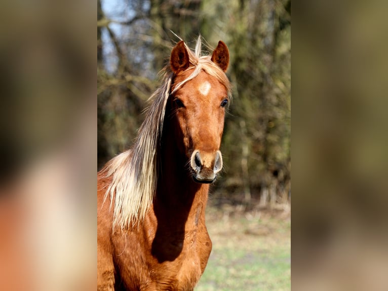 Arabian Partbred Stallion 2 years 14,3 hh Chestnut-Red in Löwenberger Land