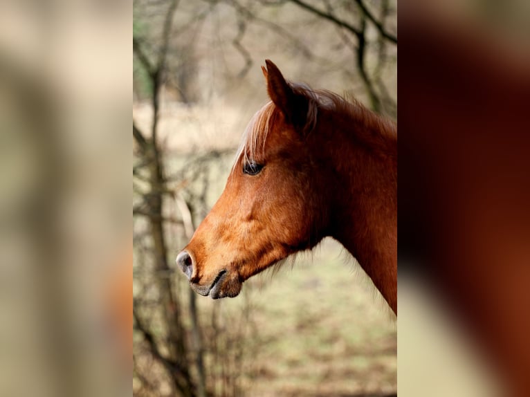 Arabian Partbred Stallion 2 years 14,3 hh Chestnut-Red in Löwenberger Land