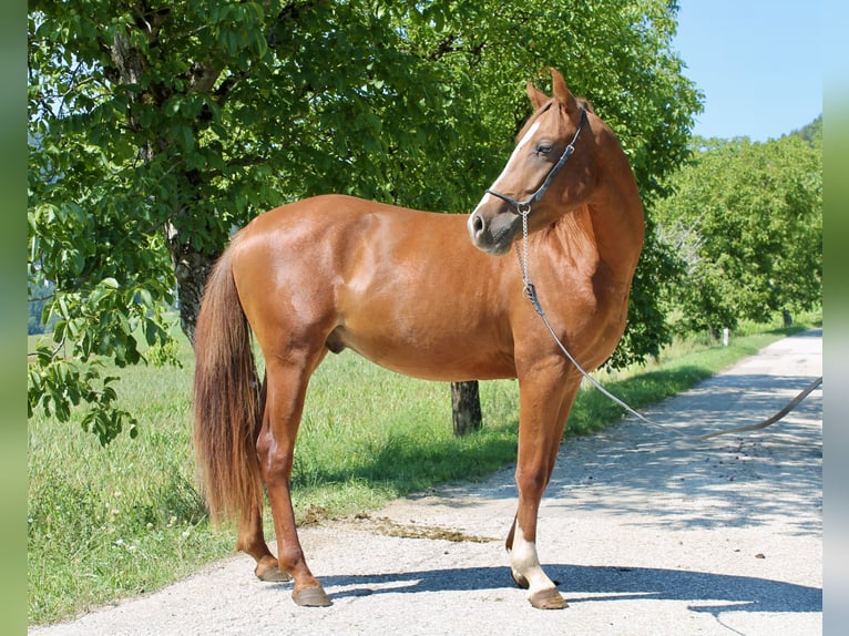 Arabian Partbred Stallion 2 years 15.1 hh Chestnut-Red in St. Paul im Lavanttal