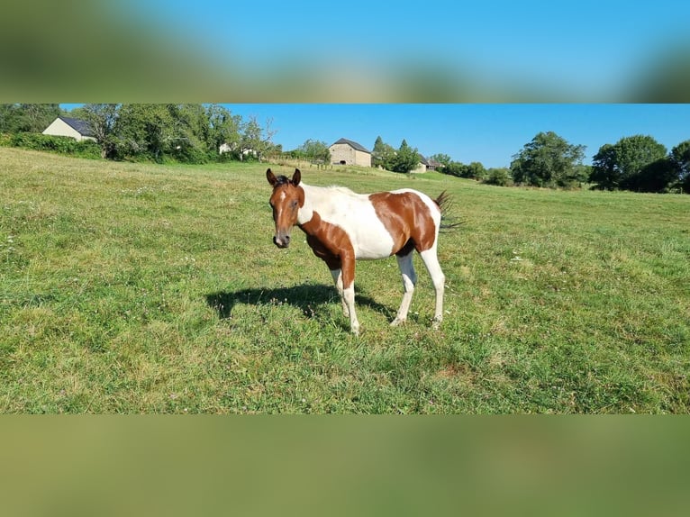 Arabian Partbred Stallion 2 years 15,1 hh Tobiano-all-colors in Saint-Martial-Entraygues