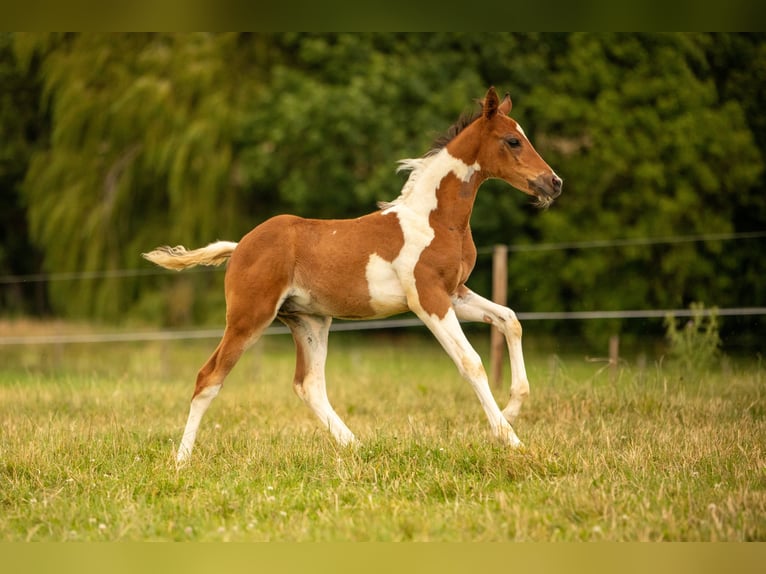 Arabian Partbred Stallion 2 years 15 hh  in Blankenhain