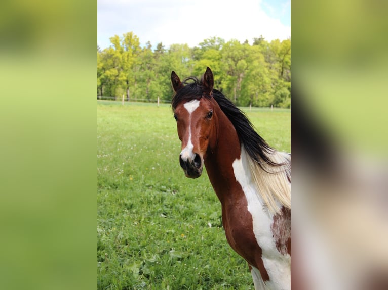 Arabian Partbred Stallion 2 years 15 hh  in Blankenhain
