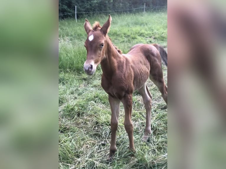 Arabian Partbred Stallion 2 years 15,1 hh Champagne in Haunetal