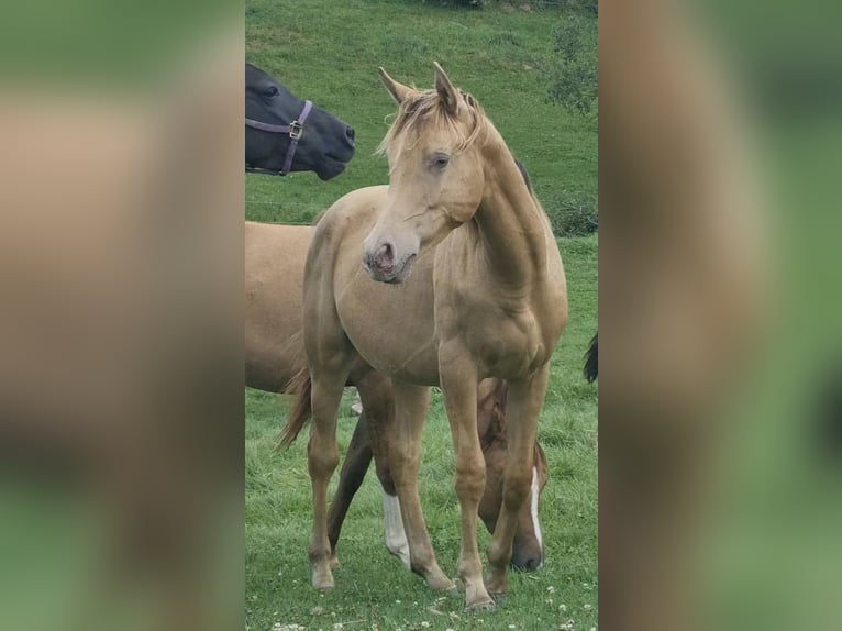 Arabian Partbred Stallion 2 years 15,1 hh Champagne in Haunetal