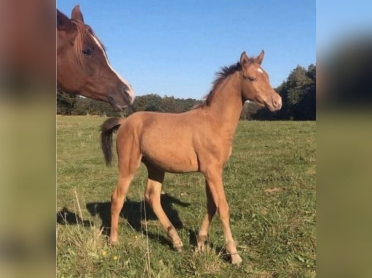 Arabian Partbred Stallion 2 years 15,1 hh Champagne in Haunetal