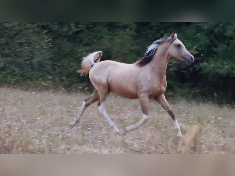Arabian Partbred Stallion 2 years 15,1 hh Tobiano-all-colors in Badefols-sur-Dordogne