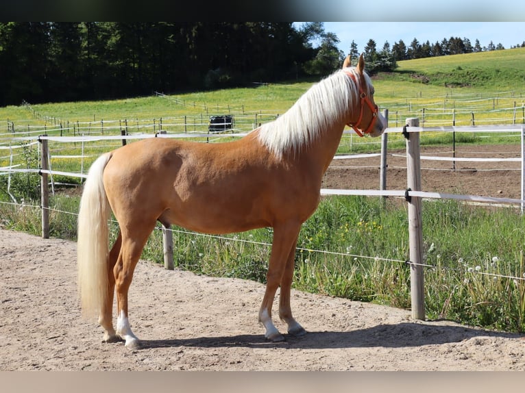 Arabian Partbred Stallion 2 years  in Dauchingen