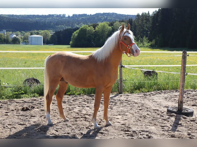 Arabian Partbred Stallion 2 years  in Dauchingen
