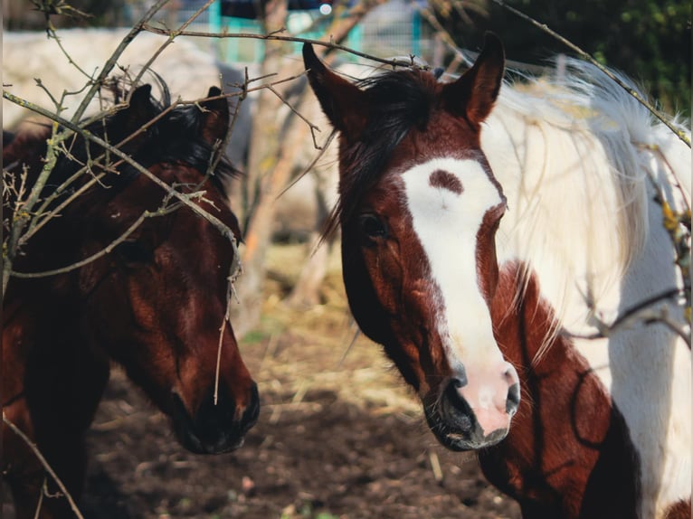 Arabian Partbred Stallion 3 years 14.2 hh Tobiano-all-colors in Rousson