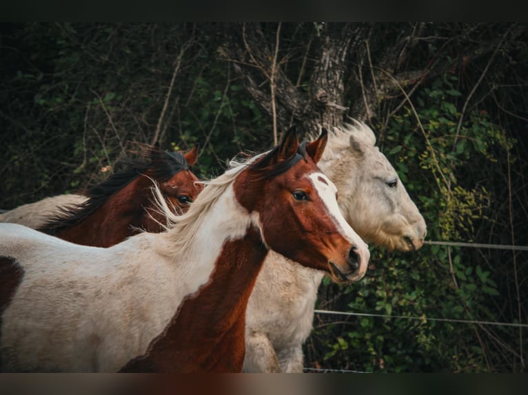 Arabian Partbred Stallion 3 years 14,2 hh Tobiano-all-colors in Rousson