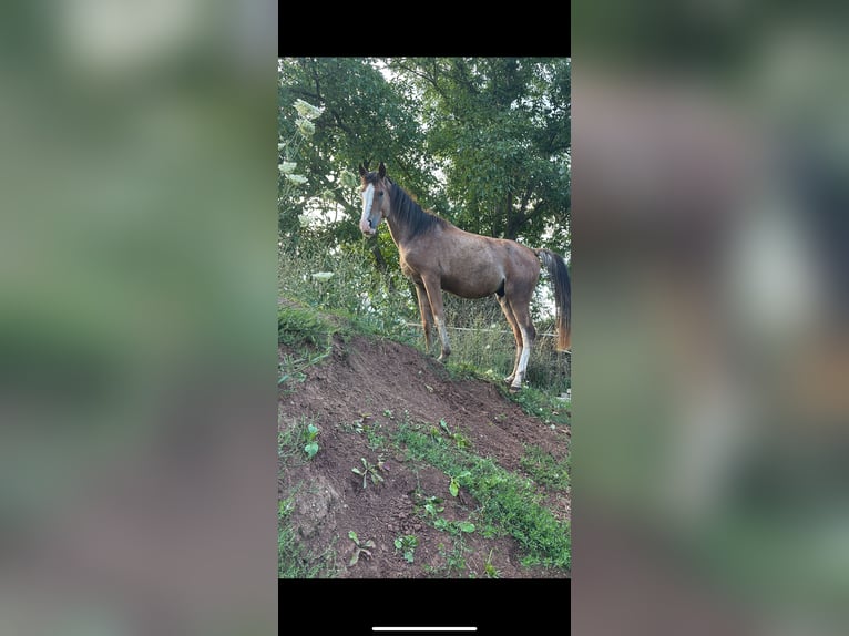 Arabian Partbred Stallion 4 years 14,1 hh Roan-Red in Rotenburg an der Fulda