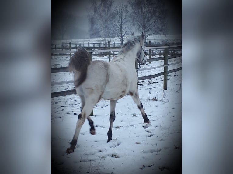Arabian Partbred Stallion 5 years 14.3 hh Leopard-Piebald in Sulingen
