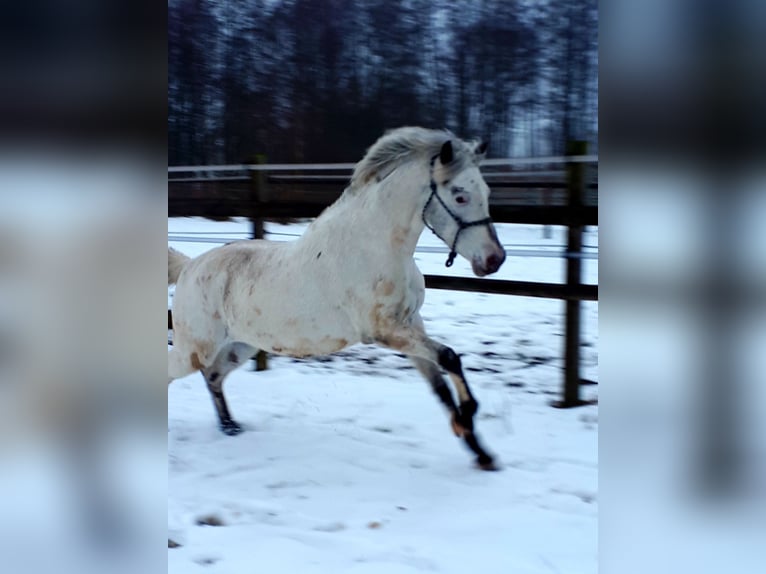 Arabian Partbred Stallion 5 years 14,3 hh Leopard-Piebald in Sulingen