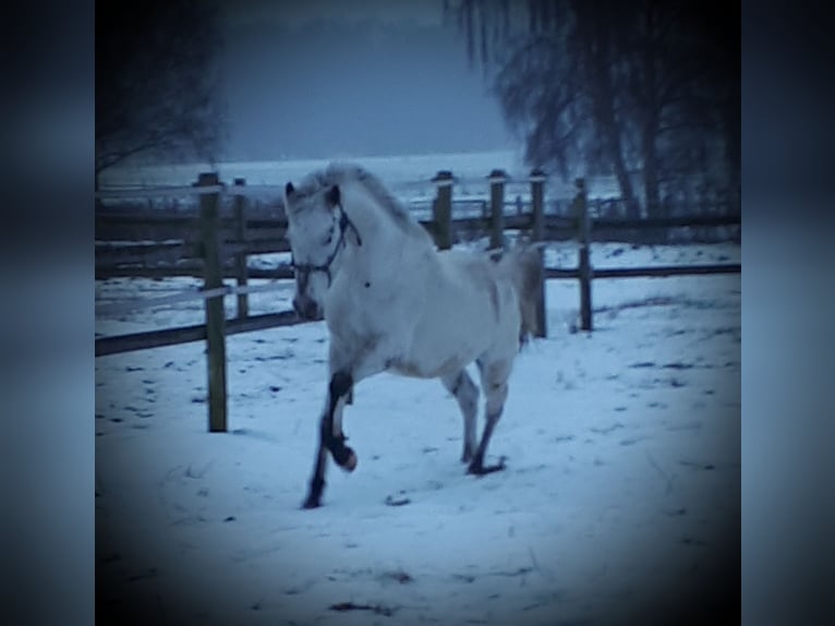 Arabian Partbred Stallion 5 years 14,3 hh Leopard-Piebald in Sulingen